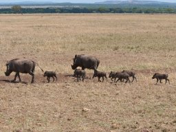 Western_Corridor2009-95